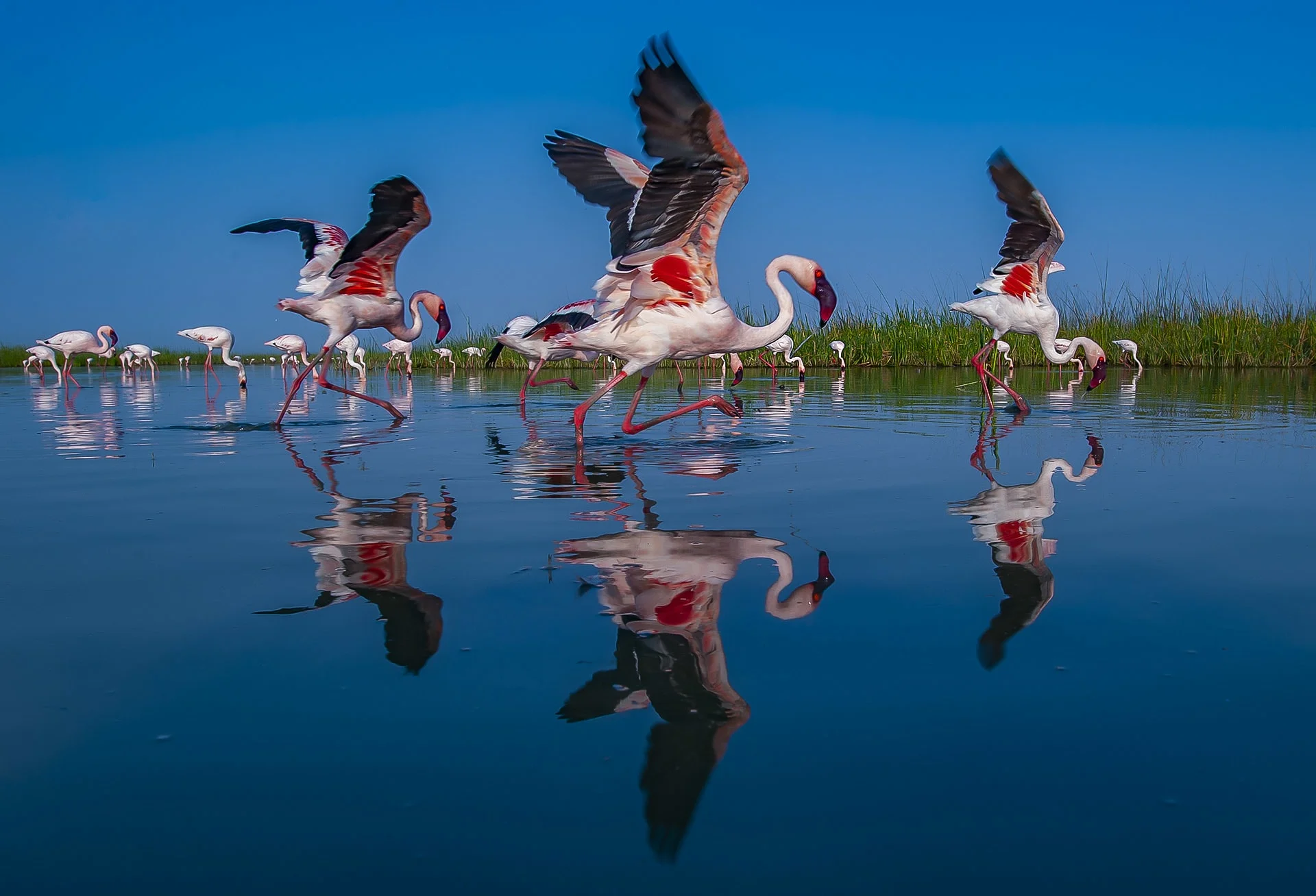 Beautiful pink flamingos flock in Kutch water bodies wildlife